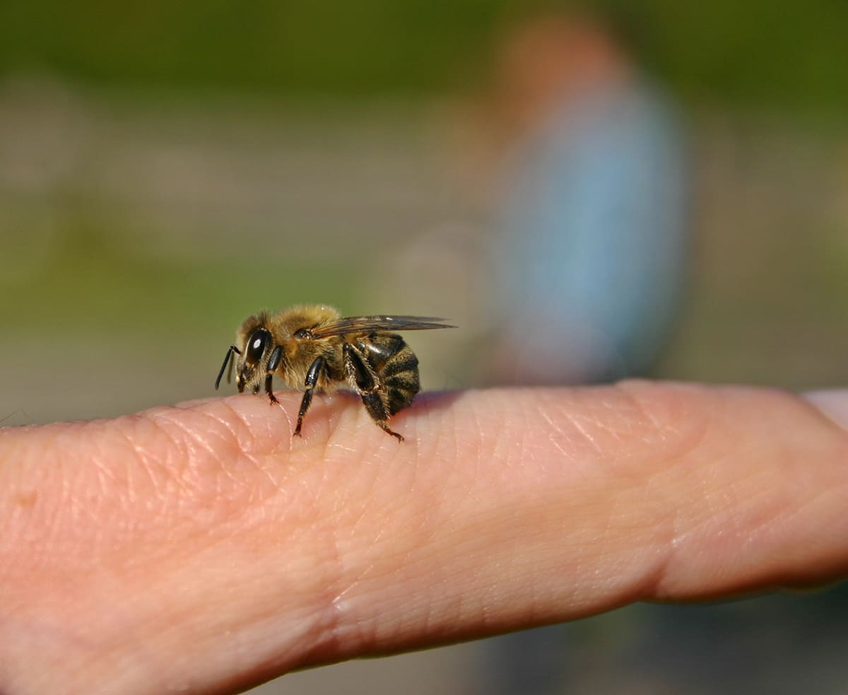 Prosveta AÏvanhov - Les abeilles représentent la sixième civilisation